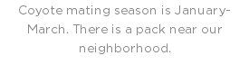Coyote mating season is January-March. There is a pack near our neighborhood.